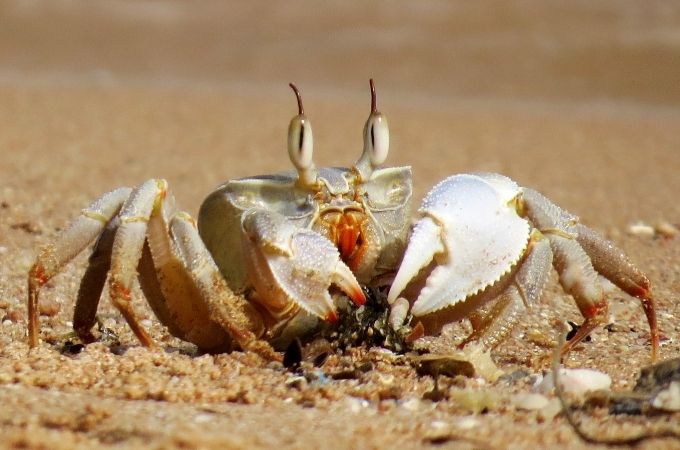 image of crab