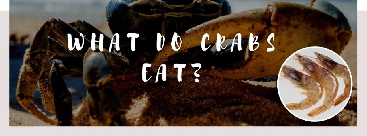image of crab, shrimps and a text saying: what do crabs eat