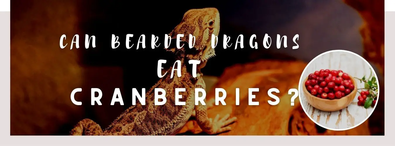 image of bearded dragons, cranberries and a text saying: can bearded dragons eat cranberries