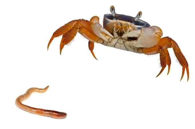 image of Crabs and Worms