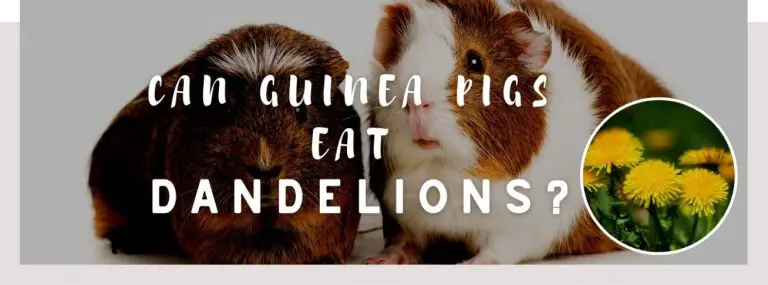 image of guinea pig, dandelions and a text saying: can guinea pigs eat dandelions