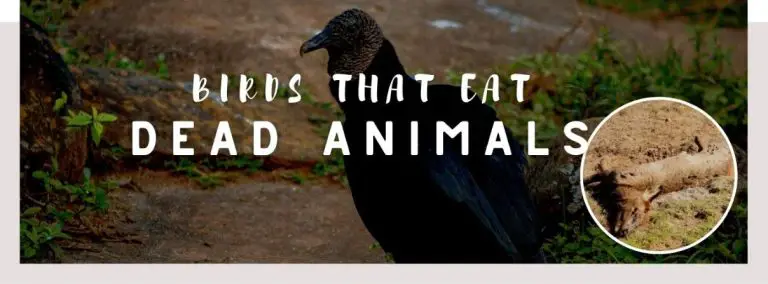 image of black vulture, dead animal and a text saying: birds that eat dead animals