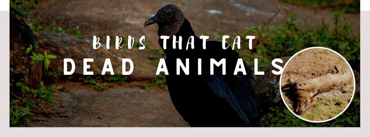 image of black vulture, dead animal and a text saying: birds that eat dead animals
