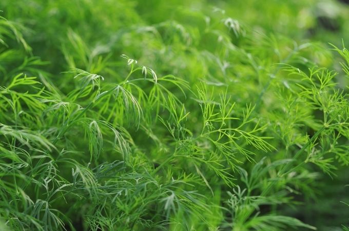 image of DILL