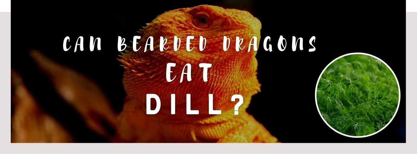 image of bearded dragons, jalapenos and a text saying: can bearded dragons eat dill