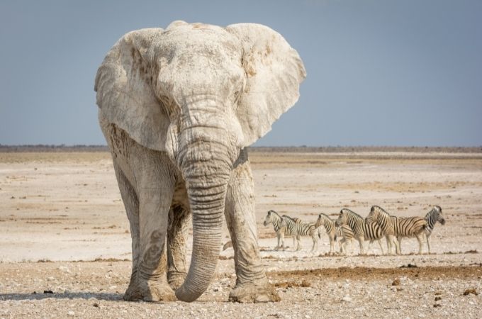 image of Elephant Eats Soil