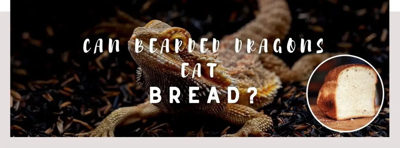 image of bearded dragon, bread and a text saying: can bearded dragons eat bread?
