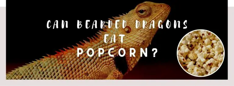 image of bearded dragon, popcorn and a text saying: can bearded dragons eat popcorn?