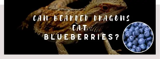 image of bearded dragon, blueberries and a text saying: can bearded dragons eat blueberries?