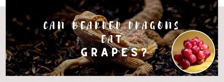 image of bearded dragon, grapes and a text saying: can bearded dragons eat grapes?