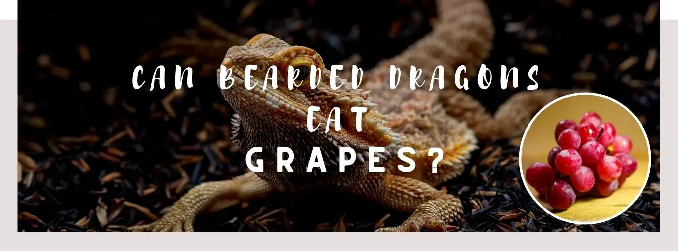 image of bearded dragon, grapes and a text saying: can bearded dragons eat grapes?