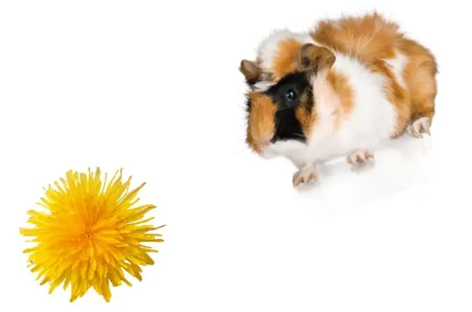 image of Guinea Pigs and Dandelions
