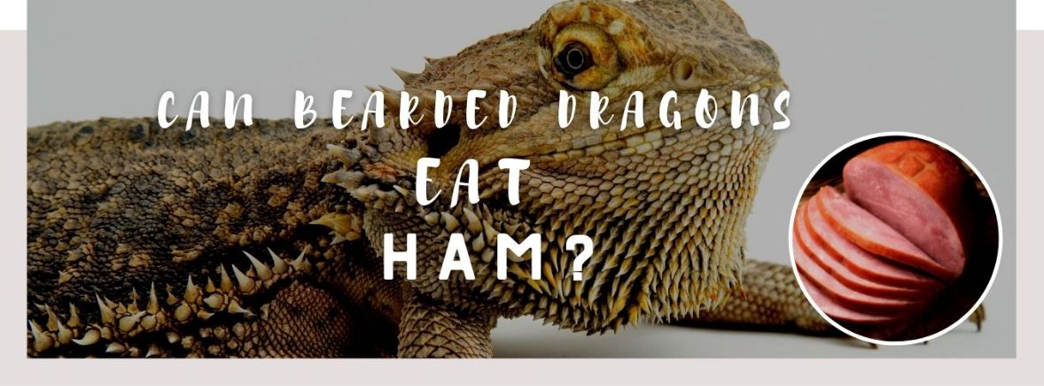 image of bearded dragons, ham and a text saying: can bearded dragons eat ham