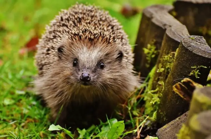 image of Hedgehogs