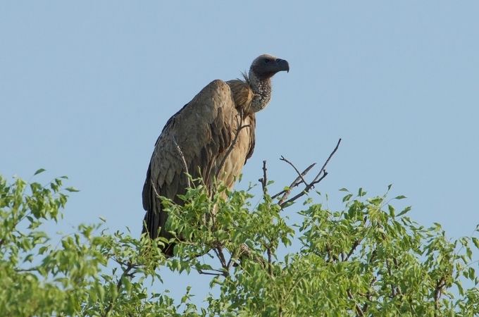 image of Hooded Vulture