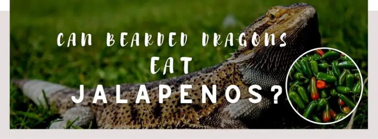 image of bearded dragons, jalapenos and a text saying: can bearded dragons eat jalap