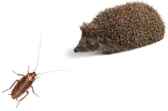 image of cockroach and hedgehog