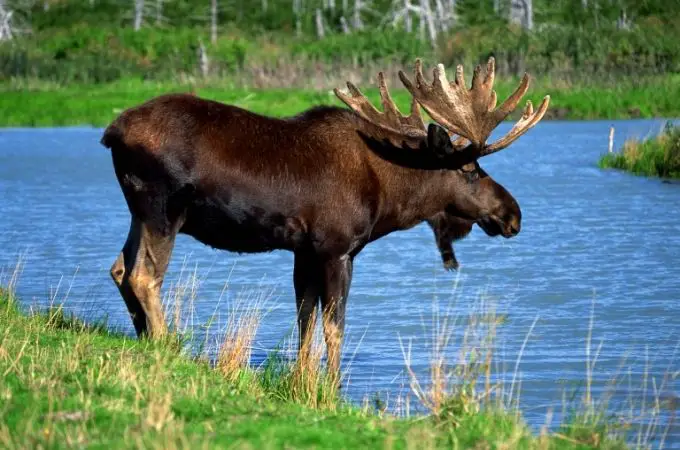 image of moose