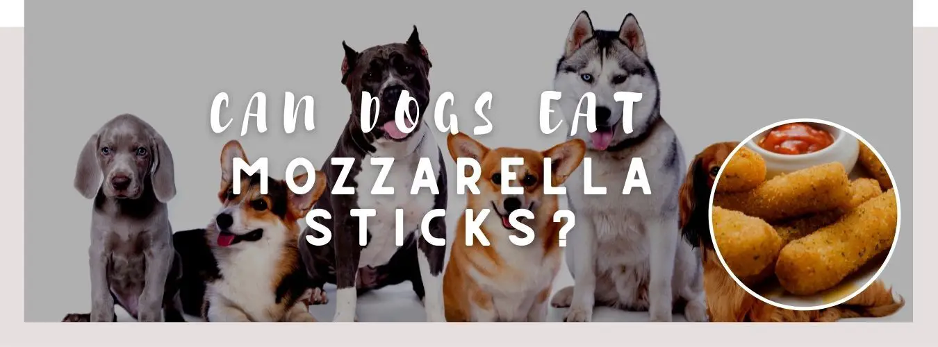image of dog, mozzarella sticks and a text saying: can dogs eat mozzarella sticks