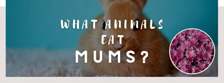 image of rabbit, mums and a text saying: what animals eat mums