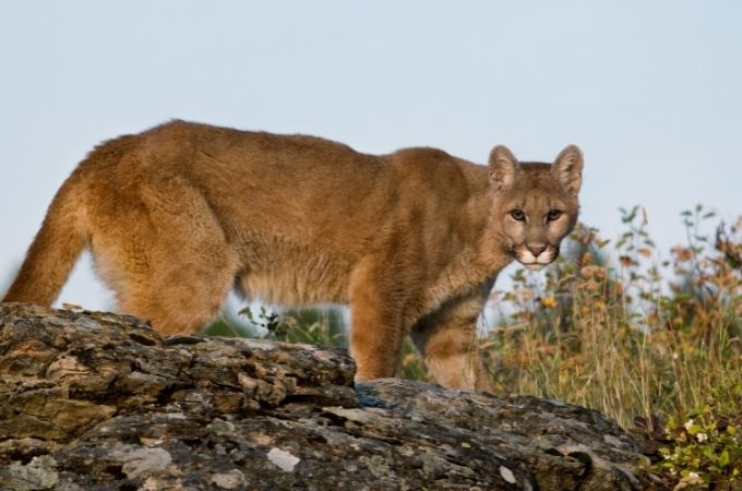 image of mountain lions