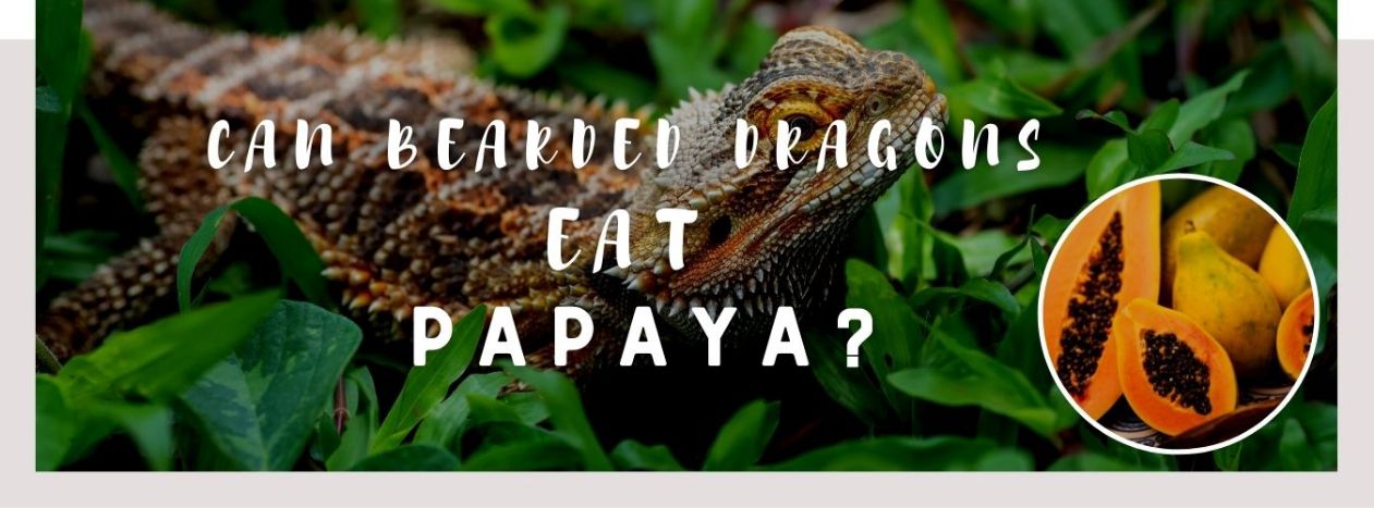 image of bearded dragons, papaya and a text saying: can bearded dragons eat papaya
