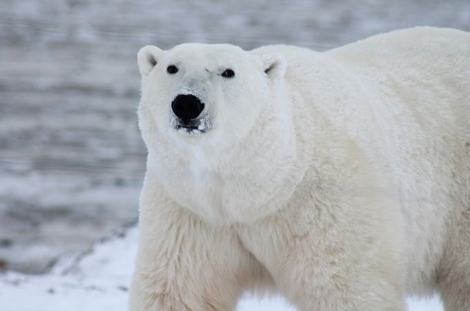 image of Polar Bear