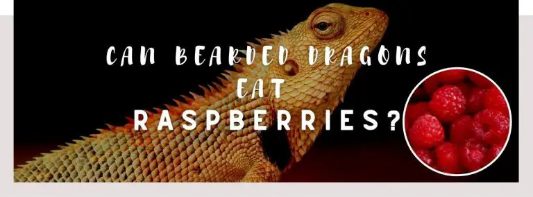 image of bearded dragon, raspberries and a text saying: can bearded dragons eat raspberries?