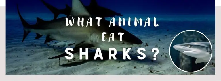image of shark, shark and a text saying: what animal eats sharks