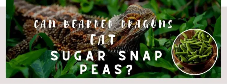 image of bearded dragons, sugar snap peas and a text saying: can bearded dragons eat sugar snap peas
