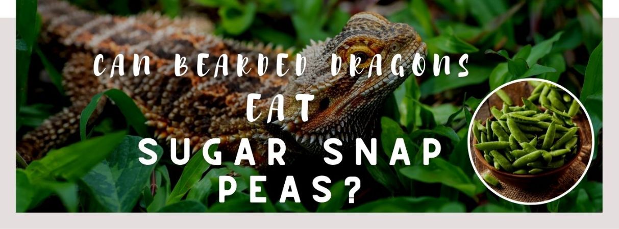 image of bearded dragons, sugar snap peas and a text saying: can bearded dragons eat sugar snap peas