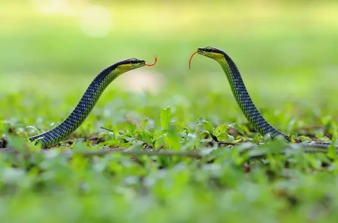 images of 2 Snakes