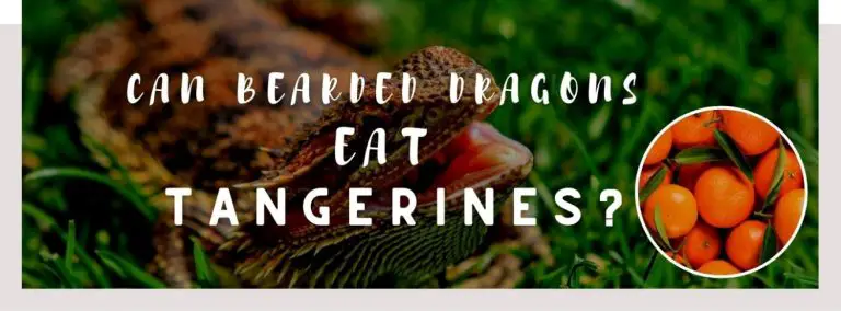 image of bearded dragons, tangerines and a text saying: can bearded dragons eat tangerines