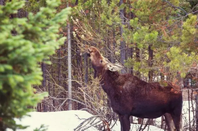 image of moose eating the tree