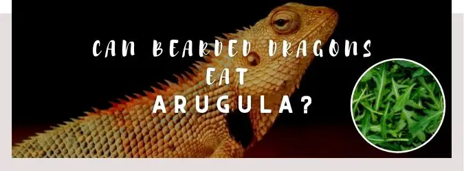 image of bearded dragon, arugula and a text saying: can bearded dragons eat arugula?