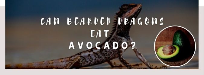 image of bearded dragon, avocado and a text saying: can bearded dragons eat avocado?