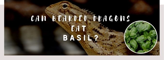 image of bearded dragon, basil and a text saying: can bearded dragons eat basil?