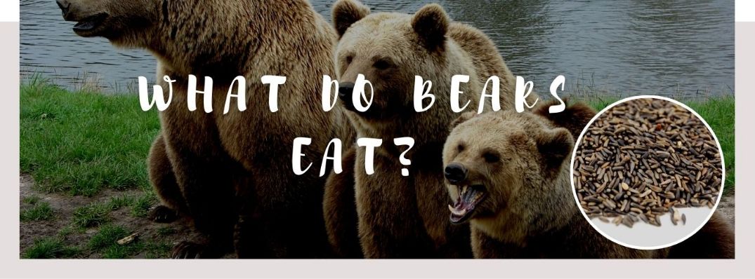 image of bear, bird's seeds and a text saying: what do bears eat