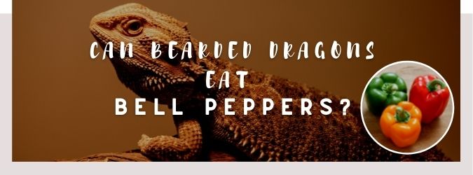 image of bearded dragon, bell peppers and a text saying: can bearded dragons eat bell peppers?