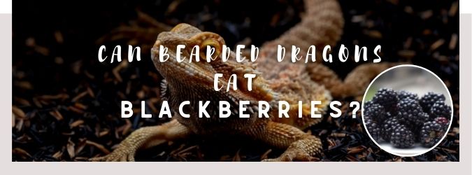 image of bearded dragon, blackberries and a text saying: can bearded dragons eat blackberries?