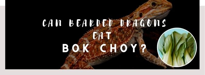 image of bearded dragon, bok choy and a text saying: can bearded dragons eat bok choy?