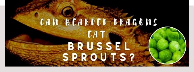 image of bearded dragon, brussel sprouts and a text saying: can bearded dragons eat brussel sprouts?