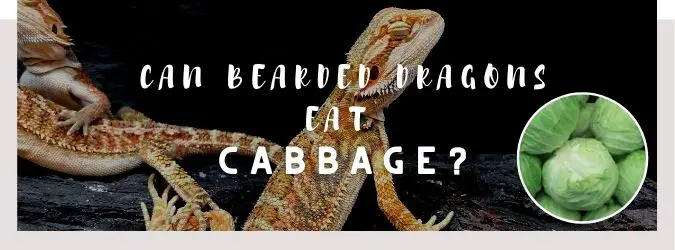 image of bearded dragon, cabbage and a text saying: can bearded dragons eat cabbage?