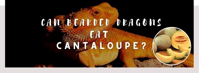 image of bearded dragon, cantaloupe and a text saying: can bearded dragons eat cantaloupe?