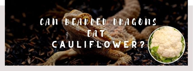 image of bearded dragon, cauliflower and a text saying: can bearded dragons eat cauliflower?