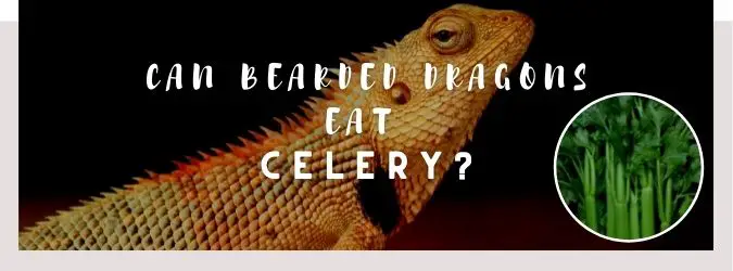image of bearded dragon, celery and a text saying: can bearded dragons eat celery?