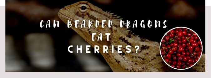 image of bearded dragon, cherries and a text saying: can bearded dragons eat cherries?
