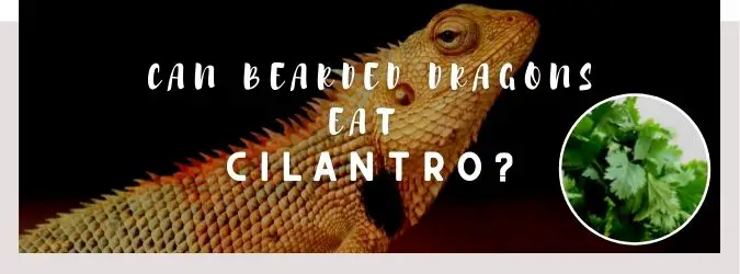 image of bearded dragon, cilantro and a text saying: can bearded dragons eat cilantro?