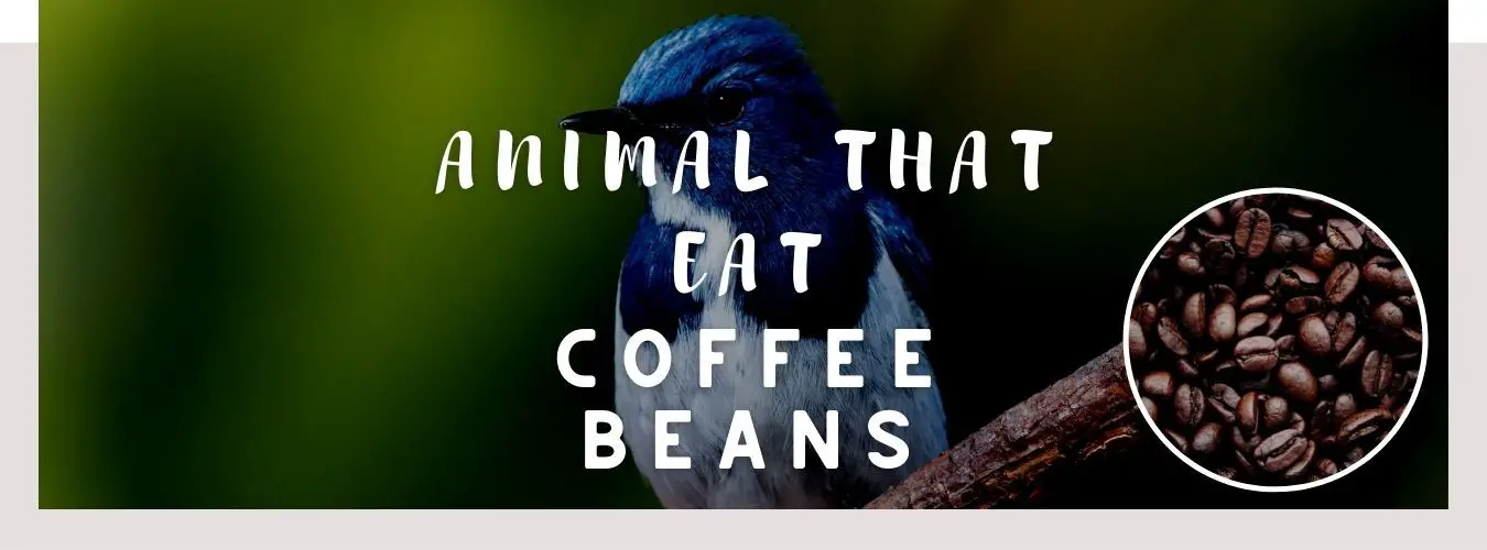 image of bird, coffee beans and a text saying: animal that eats coffee beans