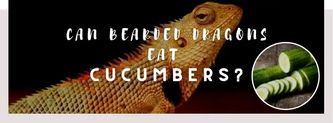 image of bearded dragon, cucumbers and a text saying: can bearded dragons eat cucumbers?